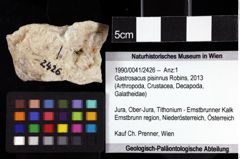 Foto (Objket + Etiketten) von Gastrosacus pisinnus (Robins, 2013) 